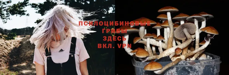 купить  сайты  Кирс  Псилоцибиновые грибы Magic Shrooms 